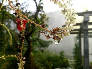 阿里山 香香久溢咖啡莊園 水洗