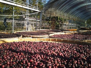 阿里山 為我等咖啡莊園 日曬