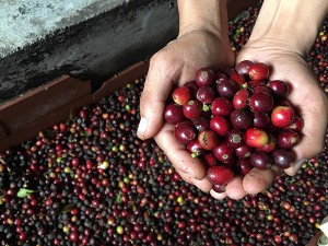 哥倫比亞 蒙特維莊園 WushWush 水洗 (200g)